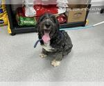 Small Poodle (Standard) Mix