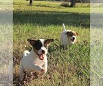 Puppy Abraham Jack Russell Terrier