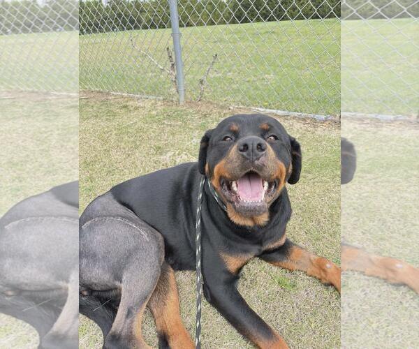 Medium Photo #4 Rottweiler-Unknown Mix Puppy For Sale in Rockwall, TX, USA