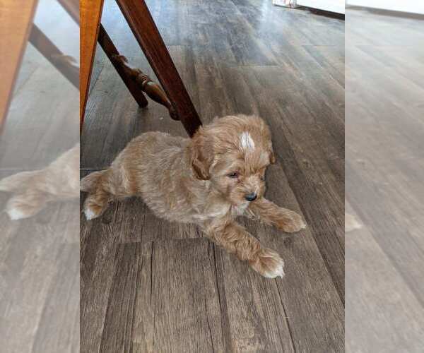Medium Photo #2 Bernedoodle Puppy For Sale in RICHMOND, MI, USA