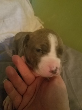 Medium Photo #6 American Pit Bull Terrier Puppy For Sale in GRIFFIN, GA, USA