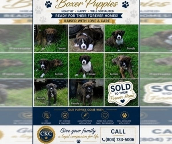 Medium Photo #1 Boxer Puppy For Sale in PETERSBURG, VA, USA