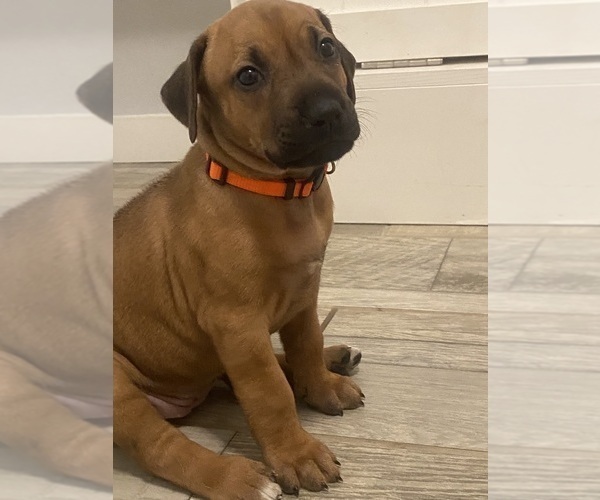 Medium Photo #9 Rhodesian Ridgeback Puppy For Sale in KELLER, TX, USA