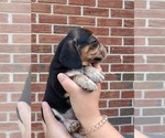 Small #21 Beagle
