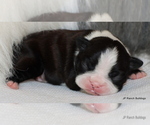 Small Photo #10 Boston Terrier Puppy For Sale in WINNSBORO, TX, USA