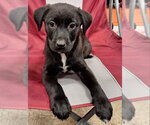 Small #2 Labrador Retriever Mix