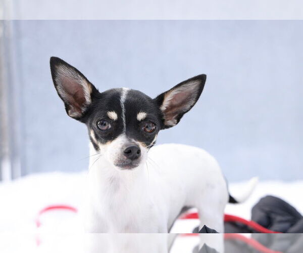 Medium Photo #2 Chihuahua Puppy For Sale in Oak Bluffs, MA, USA