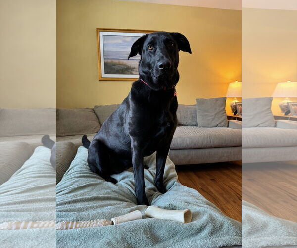 Medium Photo #4 Shepradors Puppy For Sale in Rockaway, NJ, USA
