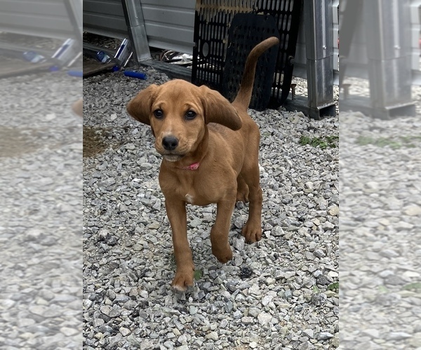 Medium Photo #2 Bloodhound-Redbone Coonhound Mix Puppy For Sale in CHARLESTOWN, IN, USA