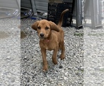 Small #1 Bloodhound-Redbone Coonhound Mix