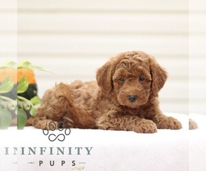 Goldendoodle (Miniature) Puppy for sale in RONKS, PA, USA