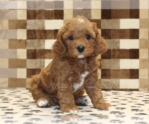 Cavapoo (Miniature) Puppy for sale in DENVER, PA, USA