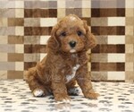 Small Cavapoo (Miniature)