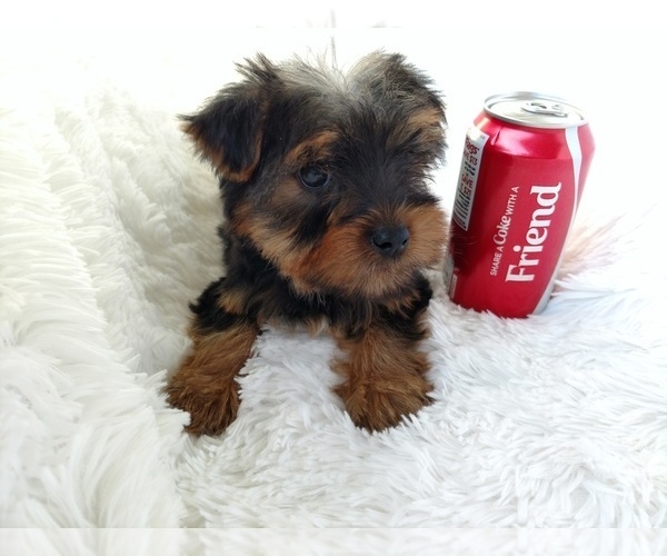 Medium Photo #5 Yorkshire Terrier Puppy For Sale in DOUGLAS, GA, USA