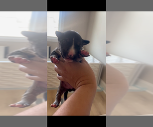 Bull Terrier Puppy for sale in DECATUR, TN, USA