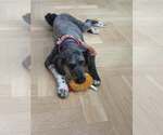 Small #3 Aussiedoodle
