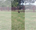 Small #6 Rottweiler