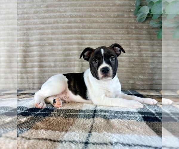 Medium Photo #1 Brat Puppy For Sale in GREENFIELD, IN, USA