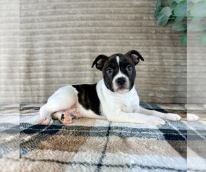 Brat Puppy for Sale in GREENFIELD, Indiana USA