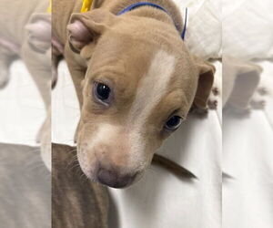 American Bulldog-Unknown Mix Dogs for adoption in Las Vegas, NV, USA