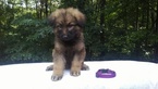Small Photo #1 German Shepherd Dog Puppy For Sale in LOGAN, OH, USA
