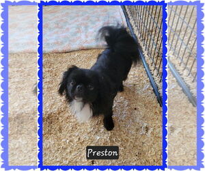 Pekingese-Unknown Mix Dogs for adoption in Granbury, TX, USA
