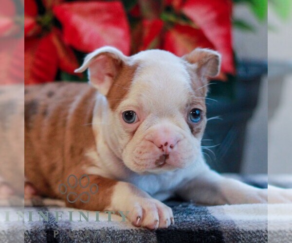 Medium Photo #4 Boston Terrier Puppy For Sale in MYERSTOWN, PA, USA