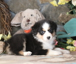 Small #2 Australian Shepherd