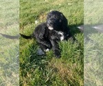 Small Photo #3 Bernedoodle Puppy For Sale in WEST FRIENDSHIP, MD, USA