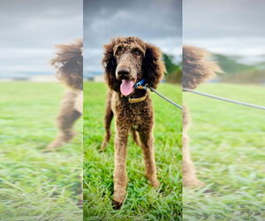 Poodle (Standard) Dogs for adoption in Pacolet, SC, USA