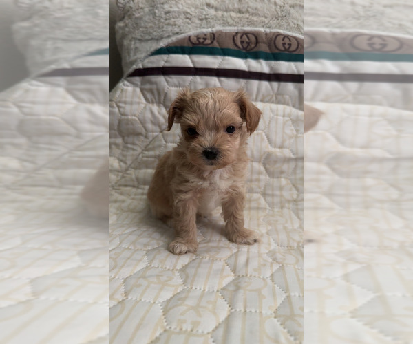 Medium Photo #7 Maltipoo (Toy) Puppy For Sale in DALLAS, TX, USA