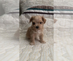 Small Photo #7 Maltipoo (Toy) Puppy For Sale in DALLAS, TX, USA