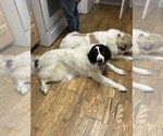 Small #3 Great Pyrenees