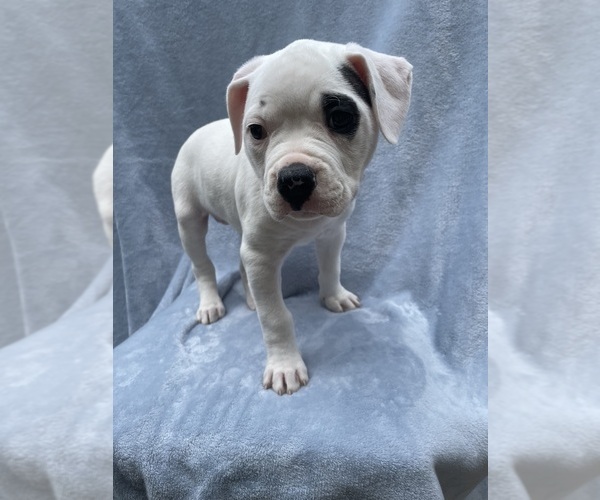 Medium Photo #1 American Bulldog Puppy For Sale in HEDGESVILLE, WV, USA