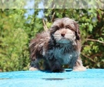 Small #36 ShihPoo