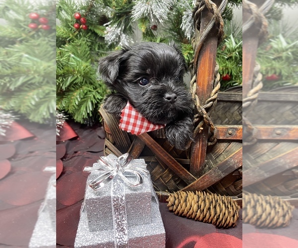 Medium Photo #4 Shorkie Tzu Puppy For Sale in SELLERSBURG, IN, USA