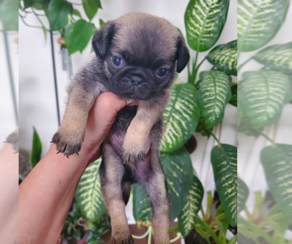 Medium Photo #1 Pug Puppy For Sale in FISHERS, IN, USA