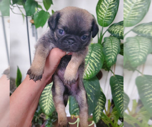Pug Puppy for sale in FISHERS, IN, USA