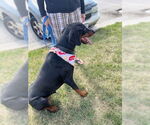 Small #2 Doberman Pinscher