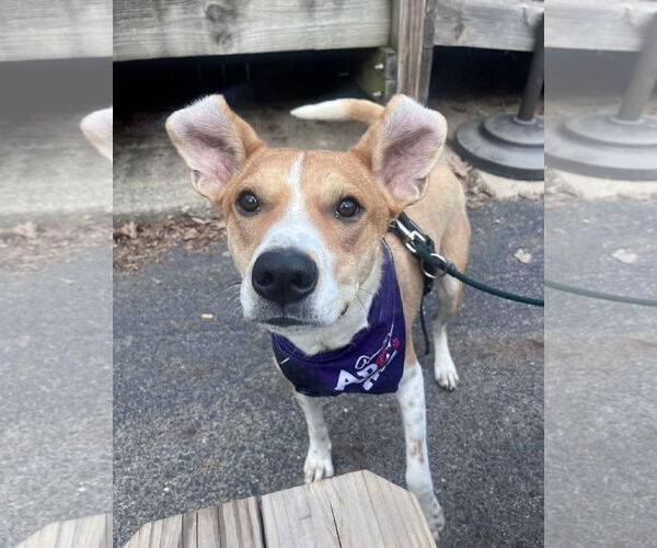 Medium Photo #9 Mutt Puppy For Sale in Germantown, OH, USA