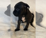 Small Photo #3 American Bully Puppy For Sale in KENT, WA, USA