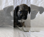 Puppy Blacky Miniature Australian Shepherd-Poodle (Standard) Mix