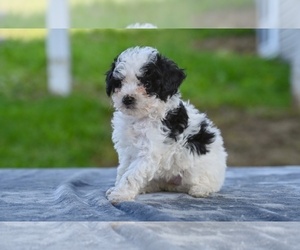 Poodle (Toy) Puppy for sale in MILLERSBURG, OH, USA
