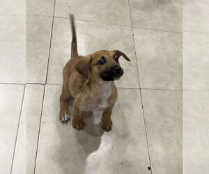 German Shepherd Dog-Unknown Mix Dogs for adoption in San Diego, CA, USA