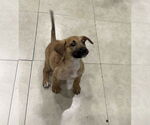 Small #9 German Shepherd Dog Mix