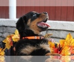Small Photo #10 Rottweiler Puppy For Sale in DELAND, FL, USA