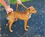 Small Photo #8 Mountain Cur-Unknown Mix Puppy For Sale in Westminster, MD, USA