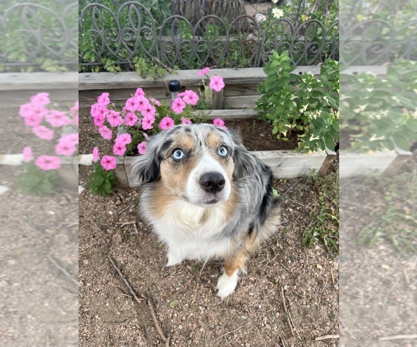 Medium Photo #1 Miniature Australian Shepherd Puppy For Sale in PIERCE, CO, USA