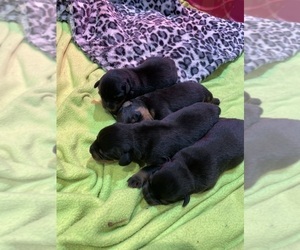 Rottweiler Puppy for sale in DECATUR, IL, USA
