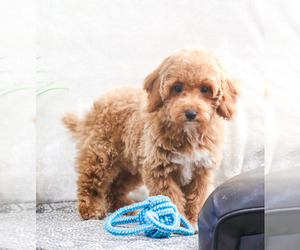 Doberman Pinscher Puppy for sale in SYRACUSE, IN, USA